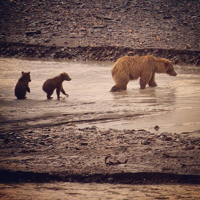 Denali National Park